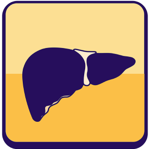 Liver